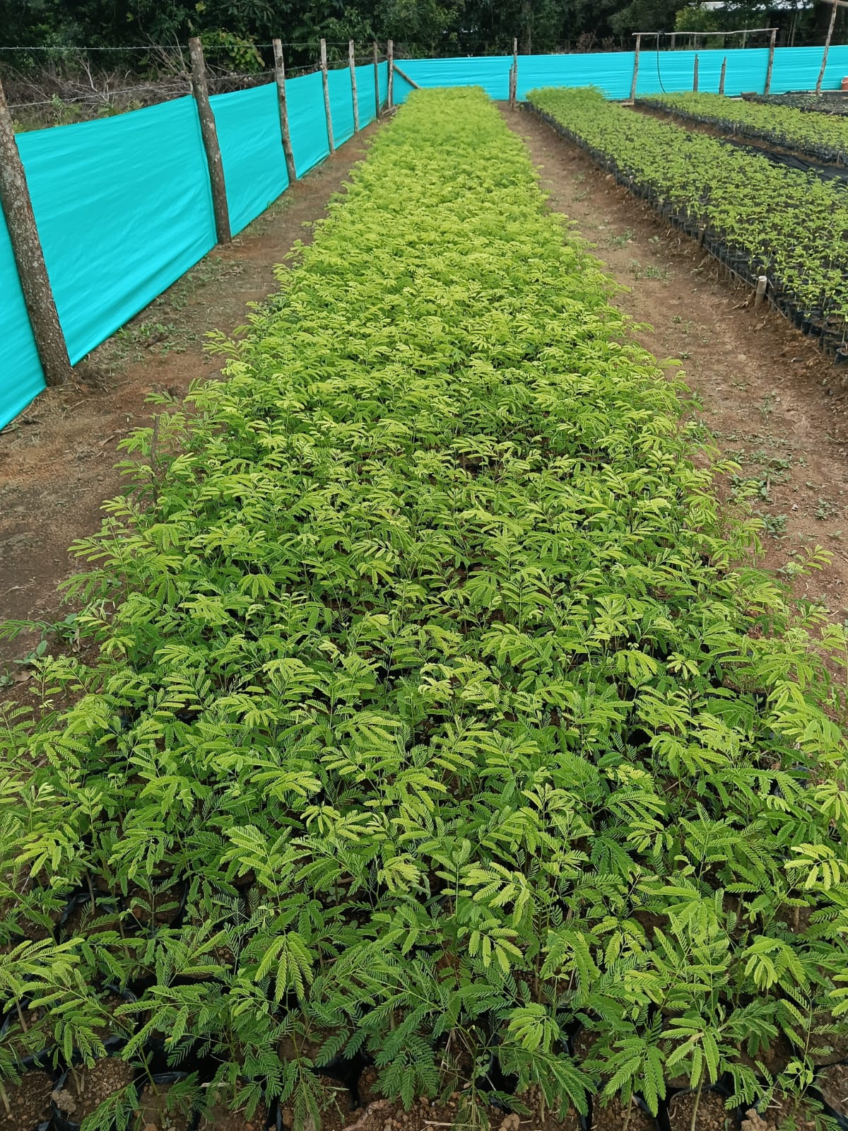 Vivero CO2 Reforest